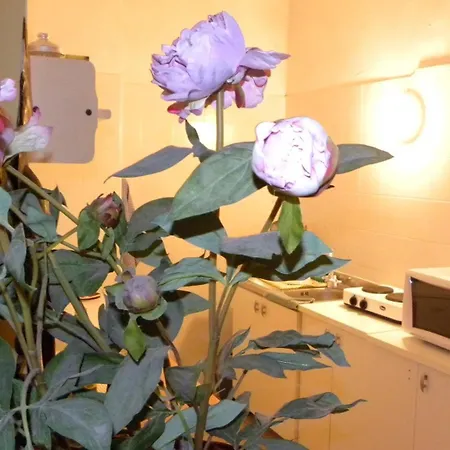 酒店 圣克鲁斯酒店